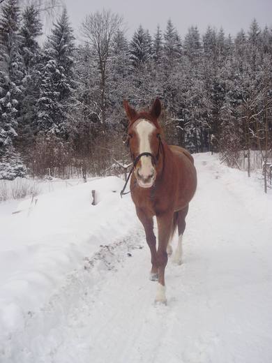 Koně v zimě 2010