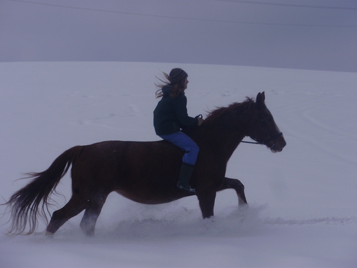 Koně v zimě 2010